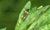 Scythris sinensis